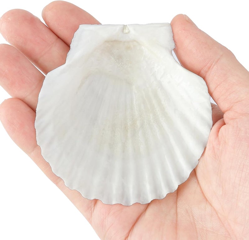 Mkobon 10 PCS Natural Scallop Shells for Crafts, 3 Inch White Seashell Decor for Home, Sea Shells for Decorating, DIY, Painting, Baking, Beach Wedding Decorations - Image 5